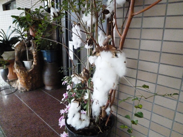 f:id:miyasun:20111208081252j:image