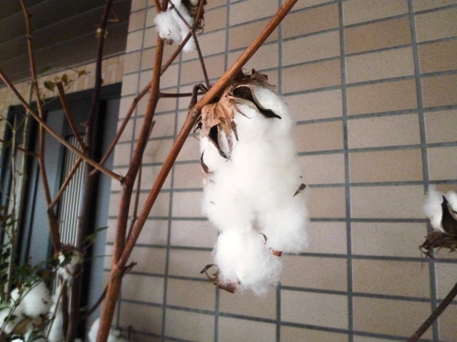 f:id:miyasun:20111208081300j:image