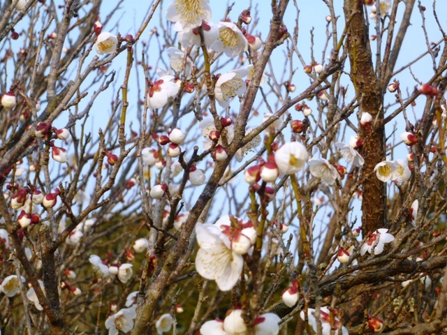 f:id:miyasun:20130131160830j:image f:id:miyasun:20130131160830j:image