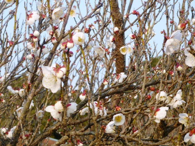 f:id:miyasun:20130131160837j:image f:id:miyasun:20130131160837j:image
