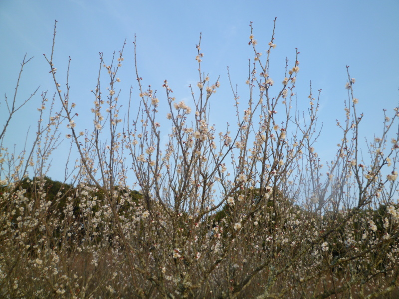 f:id:miyasun:20130131161200j:image f:id:miyasun:20130131161200j:image
