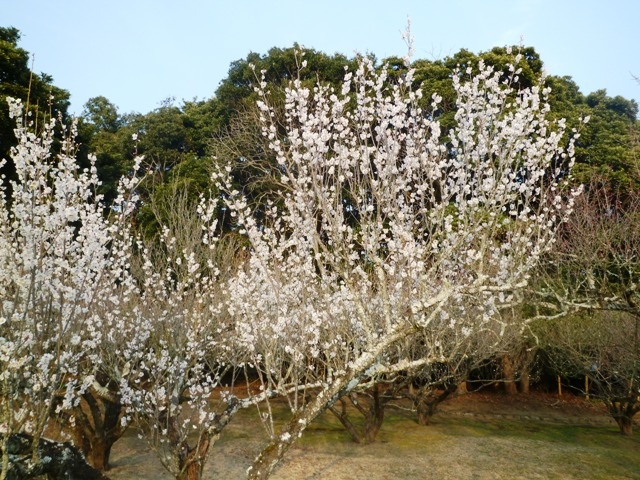 f:id:miyasun:20130131161248j:image f:id:miyasun:20130131161248j:image