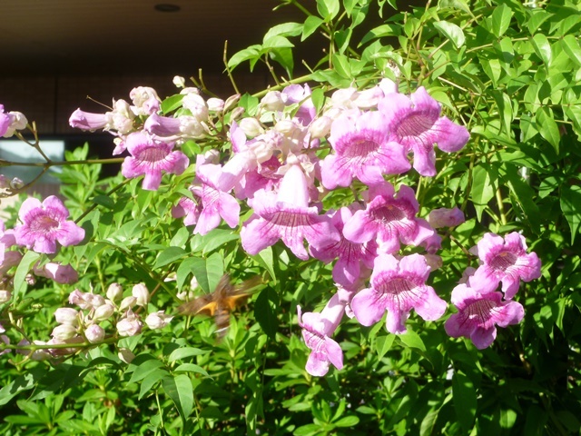 f:id:miyasun:20131009080646j:image