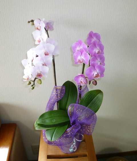 f:id:miyasun:20140217112201j:image