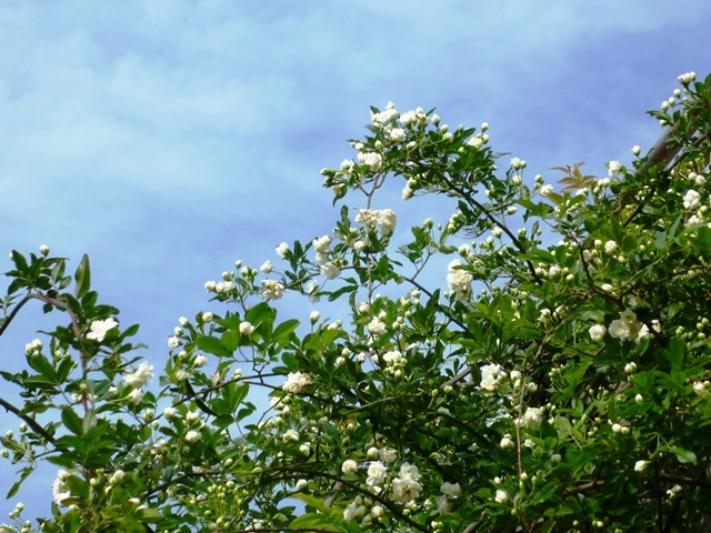 f:id:miyasun:20150414075913j:image