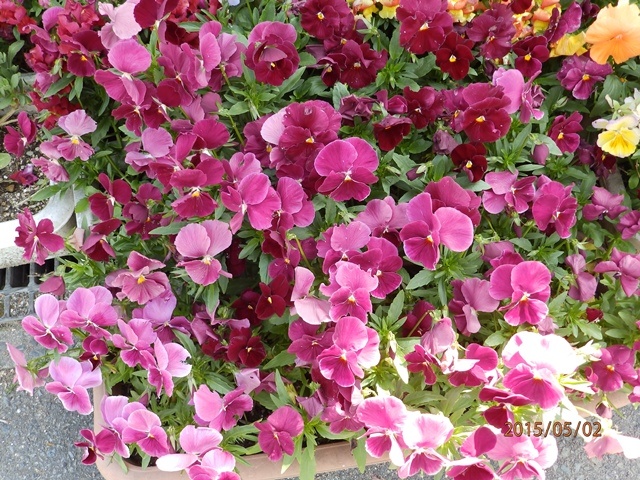 f:id:miyasun:20150502091451j:image