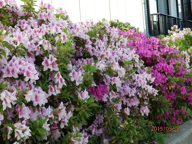 f:id:miyasun:20150502175458j:image