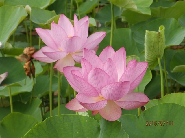 f:id:miyasun:20150711083800j:image
