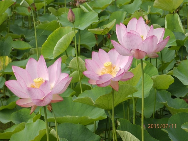 f:id:miyasun:20150711083846j:image