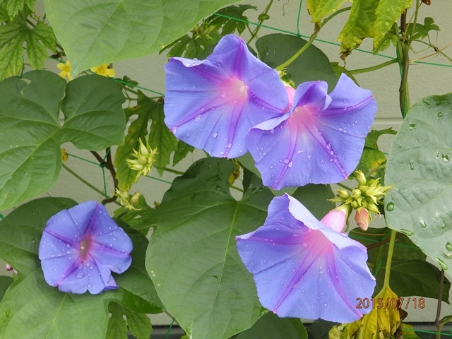 f:id:miyasun:20150718093054j:image