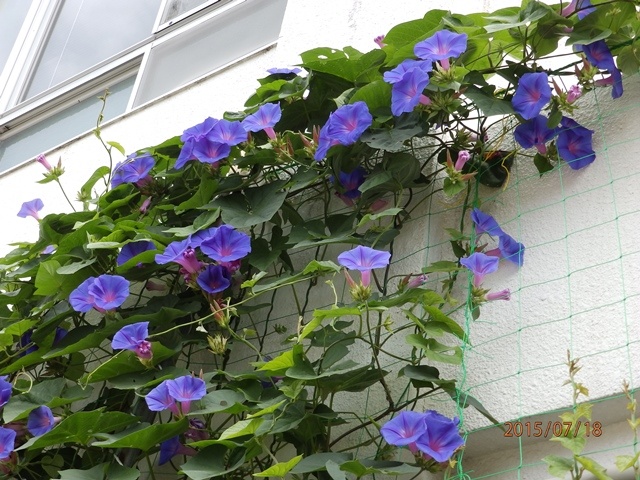 f:id:miyasun:20150718093217j:image