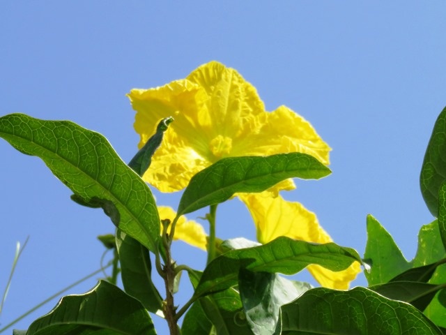f:id:miyasun:20150904110244j:image