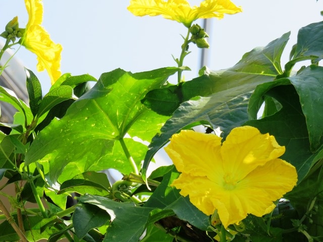 f:id:miyasun:20150904110258j:image