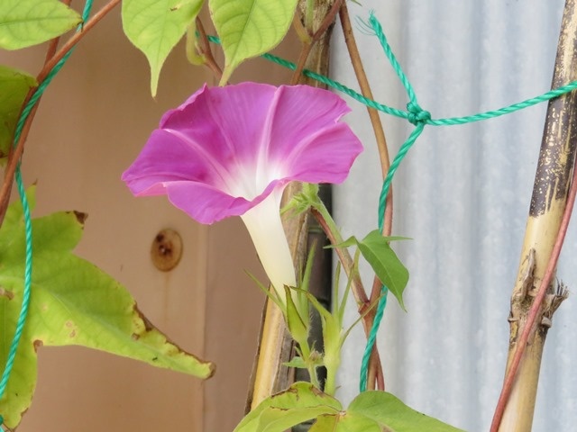 f:id:miyasun:20150904110315j:image