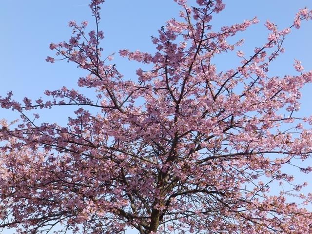 f:id:miyasun:20180310094316j:image f:id:miyasun:20180310094316j:image