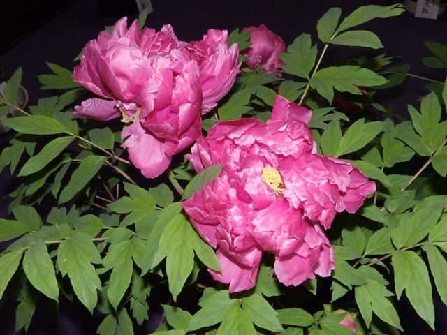 f:id:miyasun:20190104140345j:image
