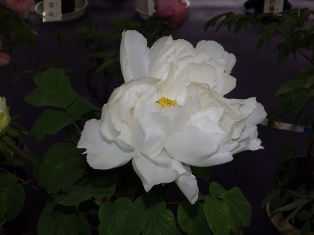 f:id:miyasun:20190104140401j:image