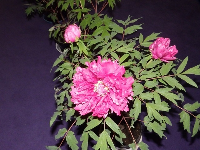 f:id:miyasun:20190104140453j:image