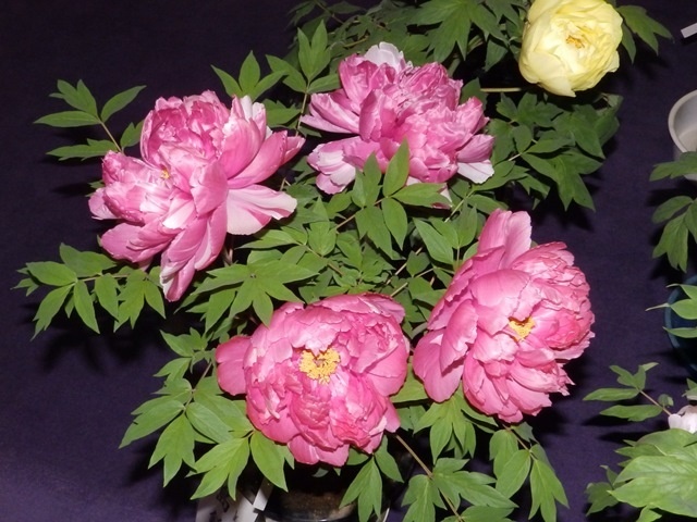 f:id:miyasun:20190104140617j:image