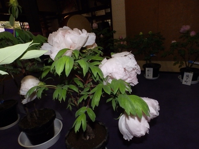 f:id:miyasun:20190104140706j:image