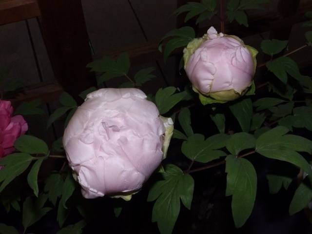 f:id:miyasun:20190104140734j:image