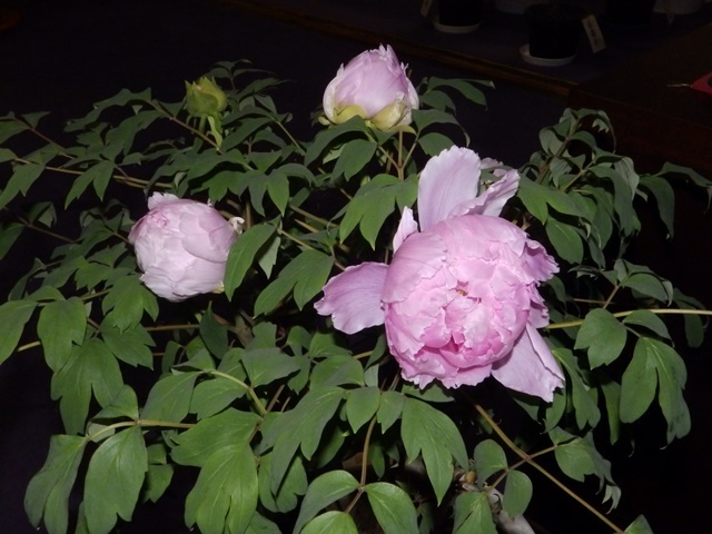 f:id:miyasun:20190104140840j:image