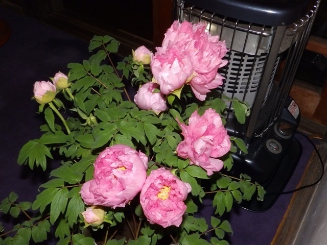 f:id:miyasun:20190104140854j:image