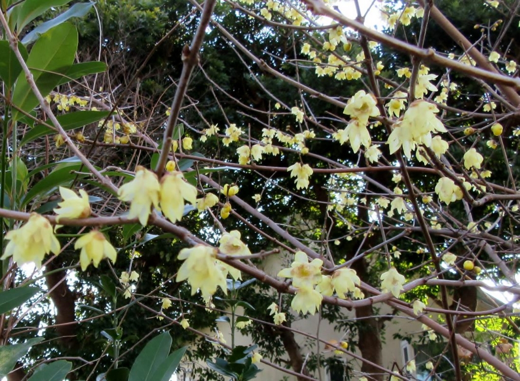 f:id:miyatak:20170104123308j:plain