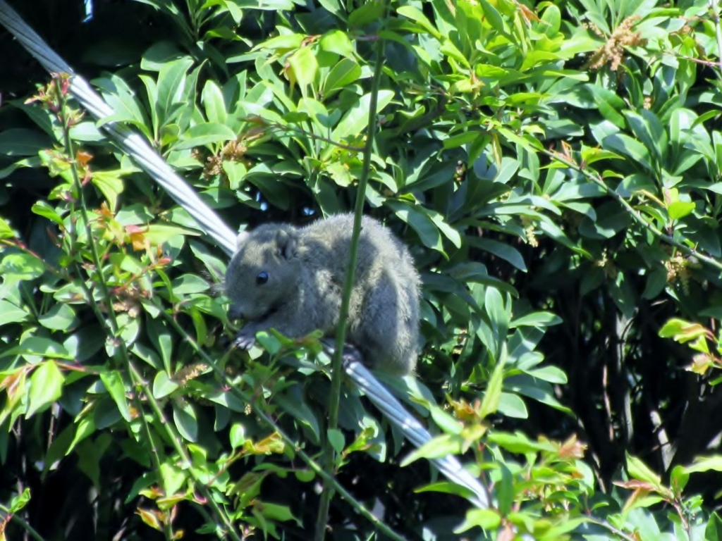 f:id:miyatak:20170414122851j:plain