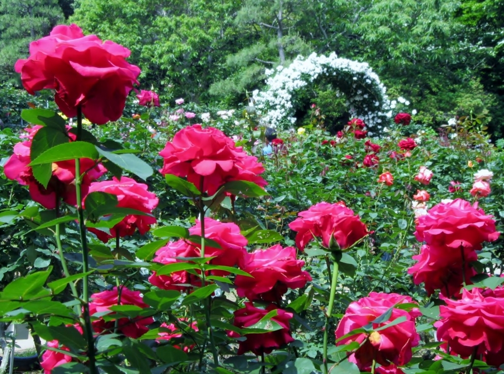 f:id:miyatak:20180520164838j:plain f:id:miyatak:20180520164838j:plain