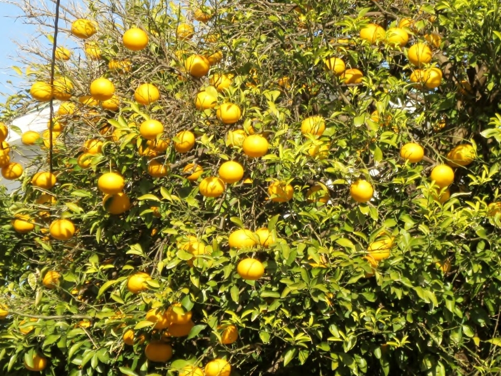 f:id:miyatak:20190124165159j:plain f:id:miyatak:20190124165159j:plain