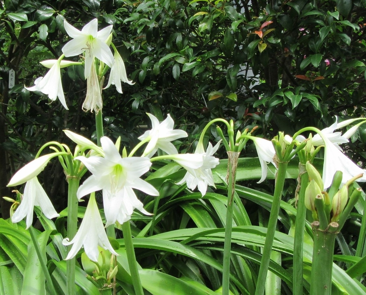 f:id:miyatak:20200704200816j:plain f:id:miyatak:20200704200816j:plain