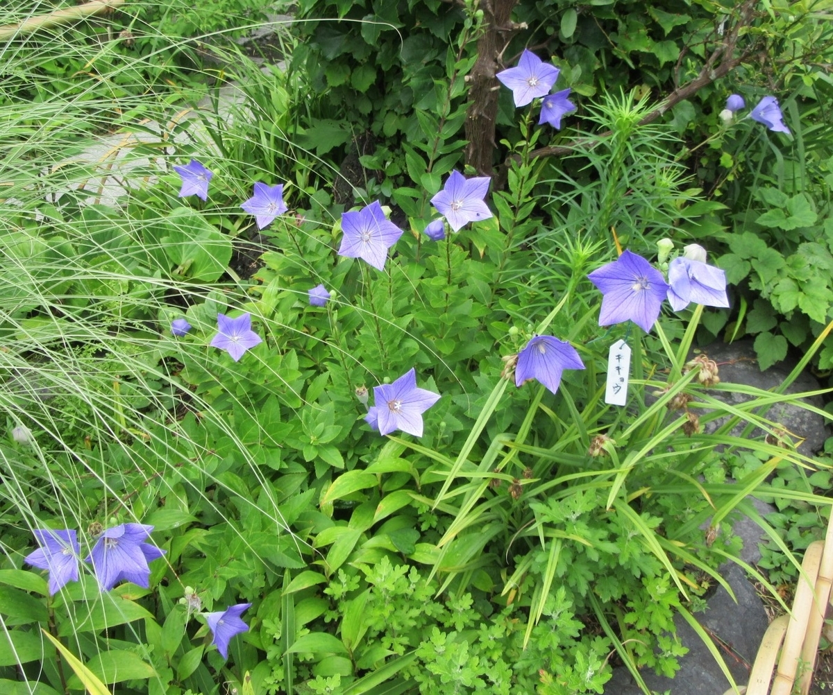 f:id:miyatak:20200704201028j:plain f:id:miyatak:20200704201028j:plain