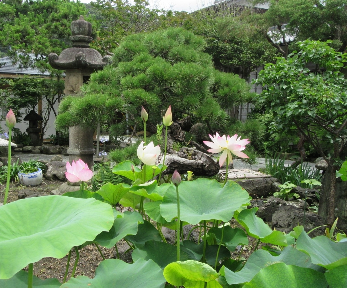 f:id:miyatak:20200704201349j:plain f:id:miyatak:20200704201349j:plain