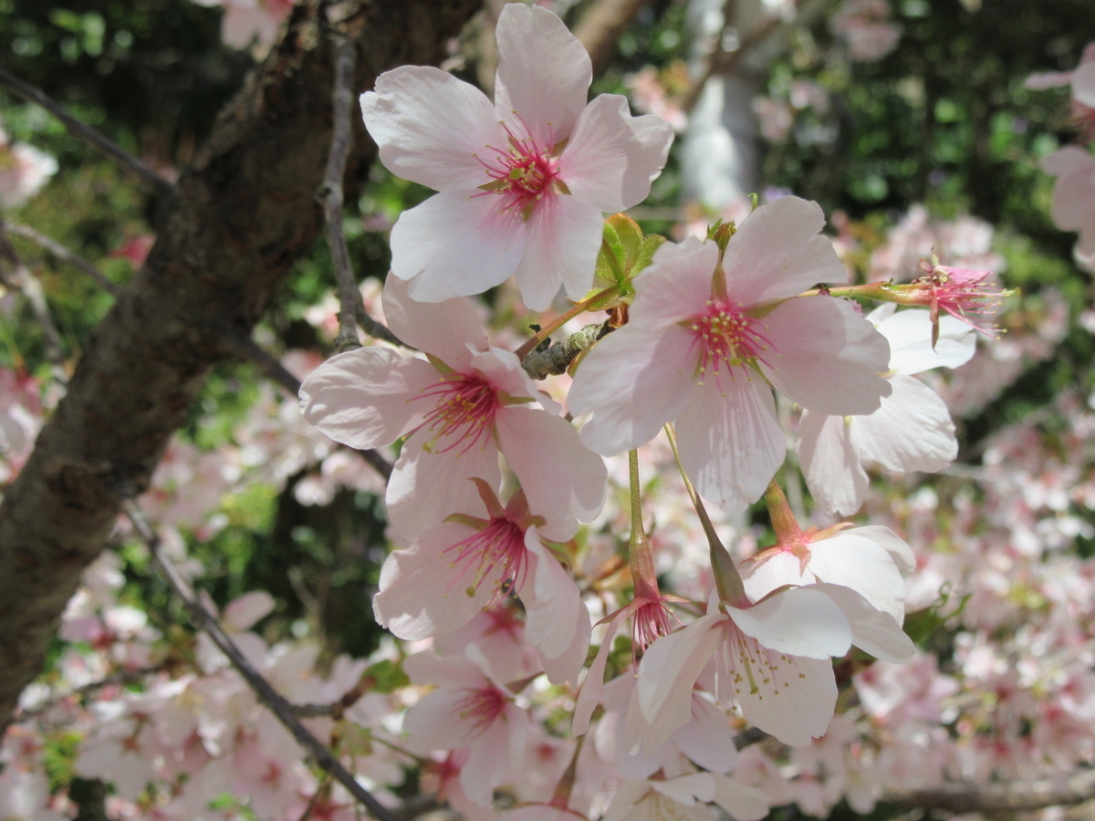 f:id:miyatak:20210301183027j:plain