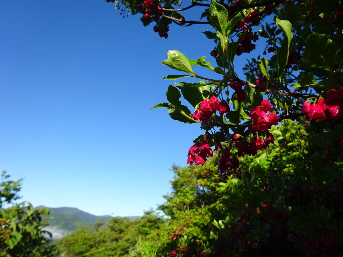f:id:miyatsch:20190609180154j:plain f:id:miyatsch:20190609180154j:plain