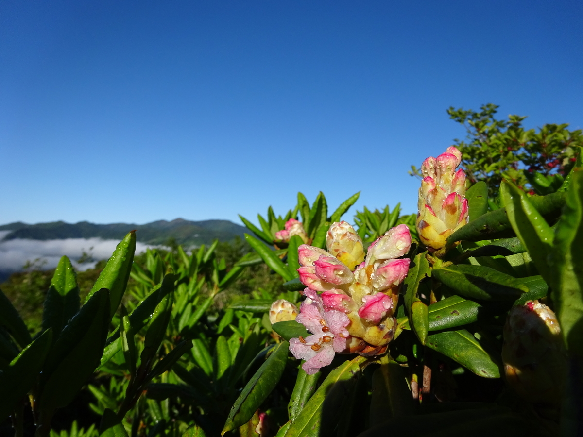 f:id:miyatsch:20190609180159j:plain f:id:miyatsch:20190609180159j:plain