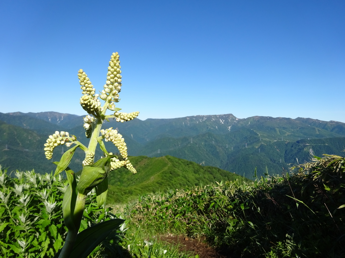 f:id:miyatsch:20190609180214j:plain f:id:miyatsch:20190609180214j:plain