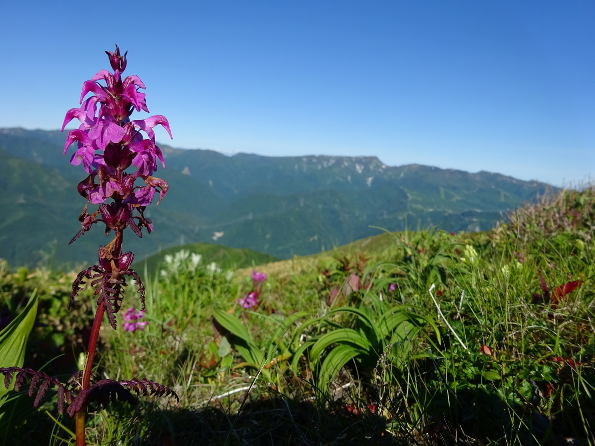 f:id:miyatsch:20190609180232j:plain f:id:miyatsch:20190609180232j:plain