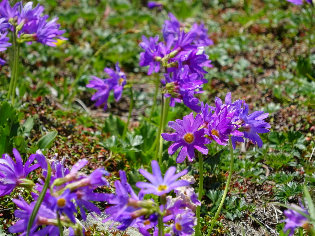 f:id:miyatsch:20190609180326j:plain f:id:miyatsch:20190609180326j:plain