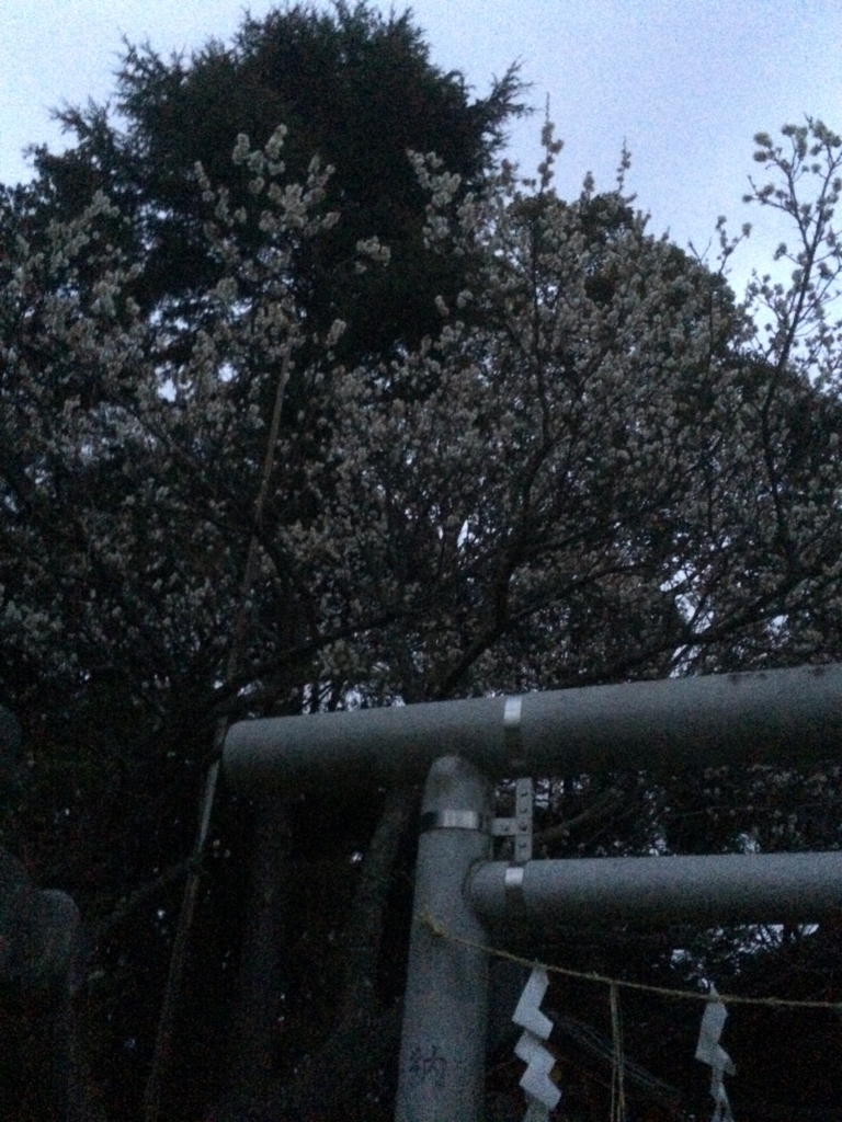 f:id:miyauchi135:20170305224647j:plain