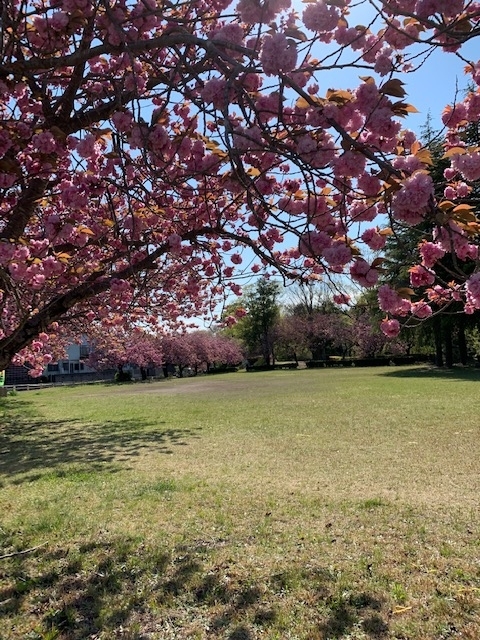 f:id:miyauchi135:20200425191937j:plain f:id:miyauchi135:20200425191937j:plain