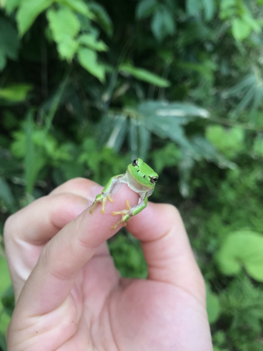 可愛いニホンアマガエル