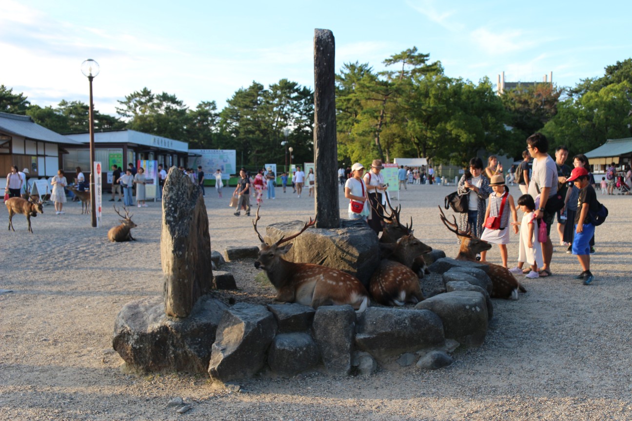 夏の日のライトアップ なら燈花会 にいってみた In奈良 みたのブログ