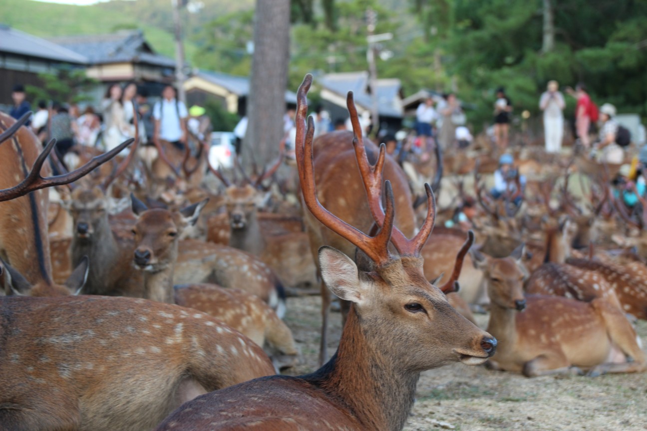 f:id:miyocypher:20191104184426j:image