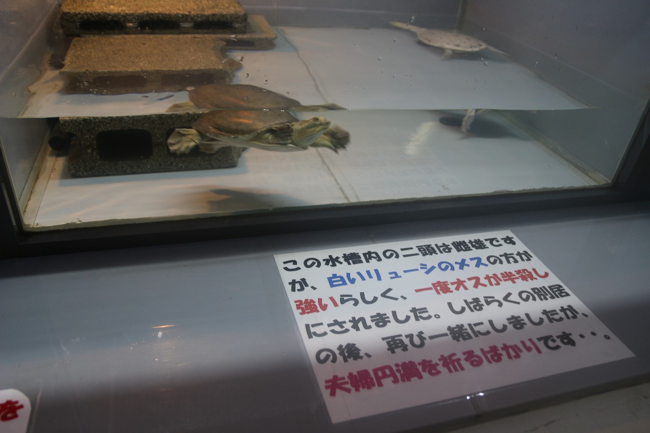 f:id:miyocypher:20200510233628j:image f:id:miyocypher:20200510233628j:image