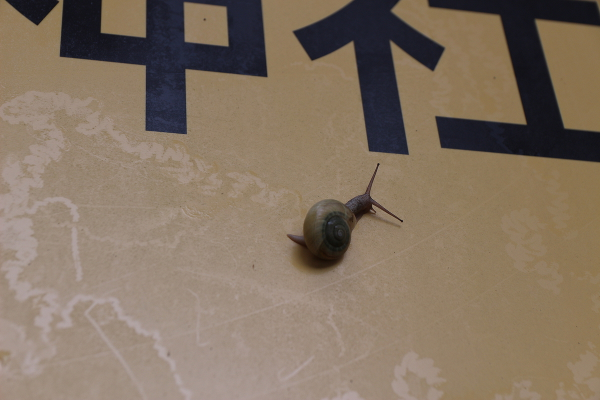 f:id:miyocypher:20201122000323j:plain