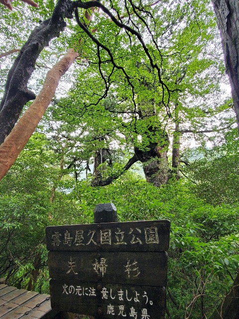 f:id:miyocypher:20250201173831j:image
