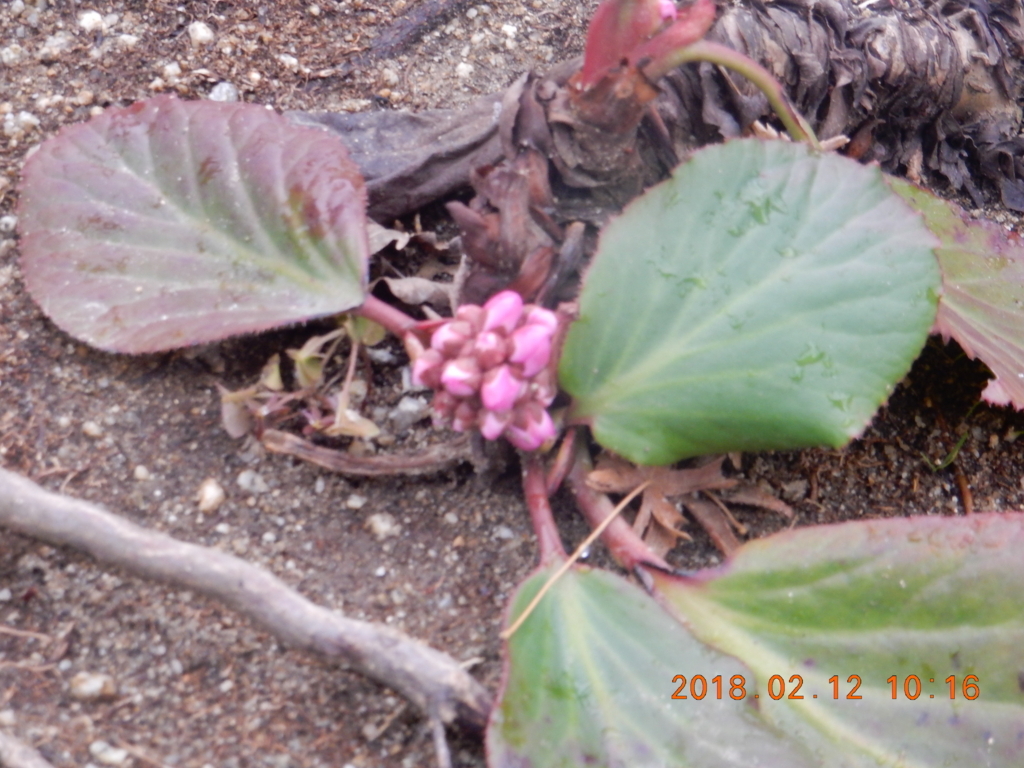 f:id:miyoshi_s:20180212101626j:plain f:id:miyoshi_s:20180212101626j:plain