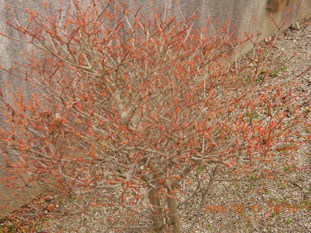 f:id:miyoshi_s:20180212101802j:plain f:id:miyoshi_s:20180212101802j:plain